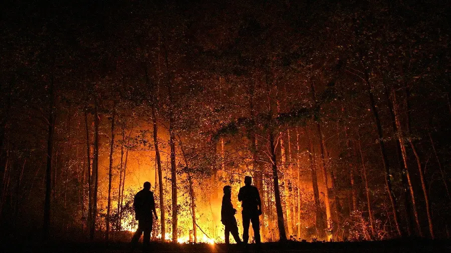 Download Images of Tree and Forest Fire
