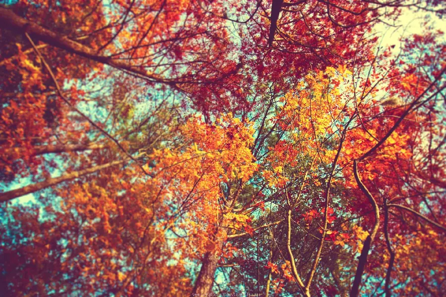 Beautiful Autumn Leaves Photos for Wallpapers