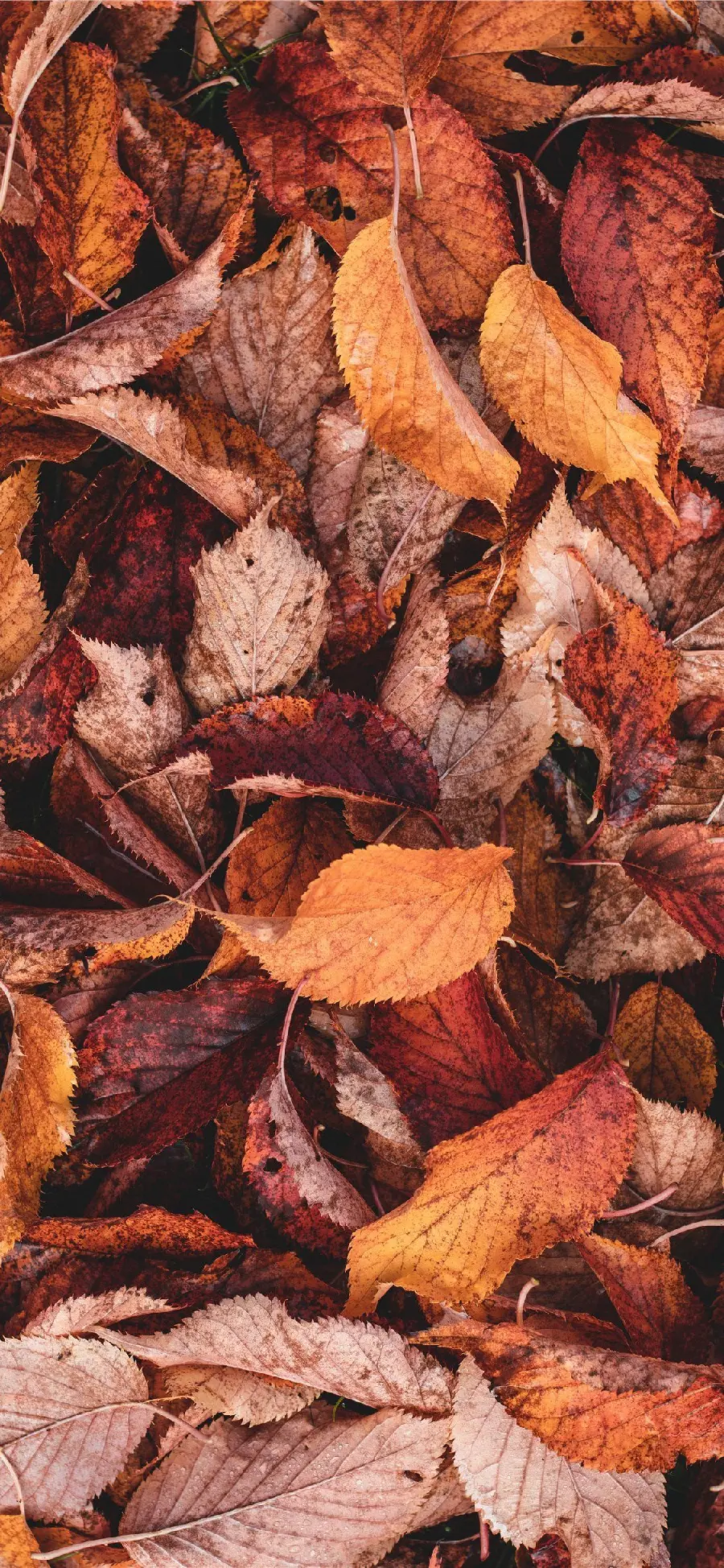 High-Quality Autumn Leaf Image