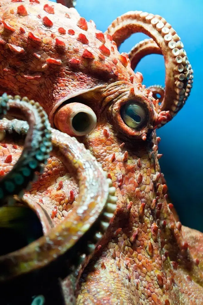 Download Octopus Eye Image in 8K Quality