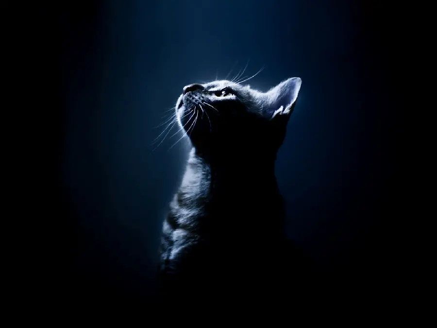 Cute Cat Profile Picture High Quality