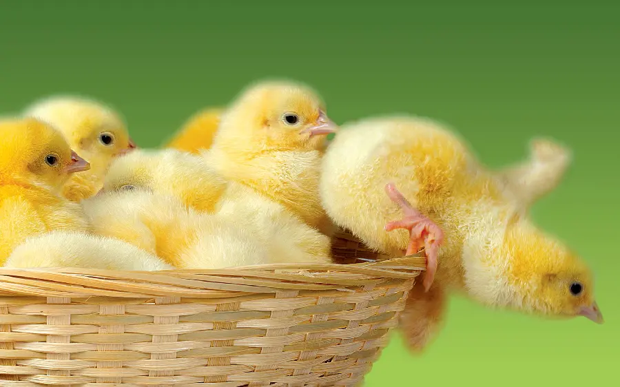 Funny Yellow Chicks in Basket Photo for Download