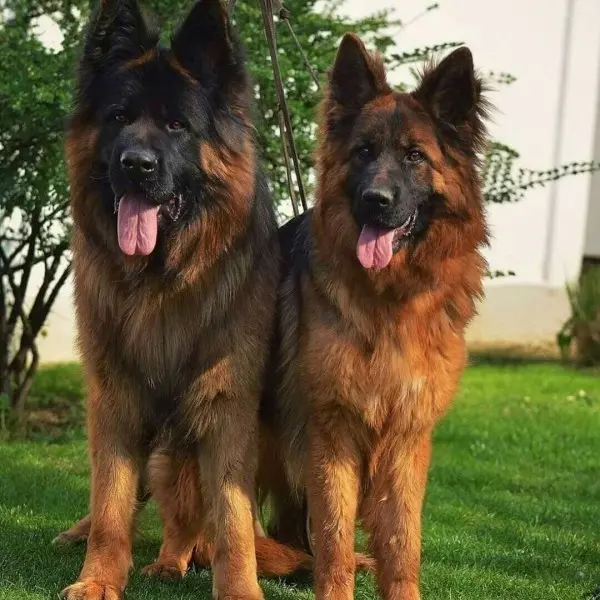 Download High-Quality Photo of a German Shepherd Dog