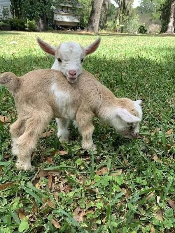 Download Wallpaper of 2 Lambs in Grass