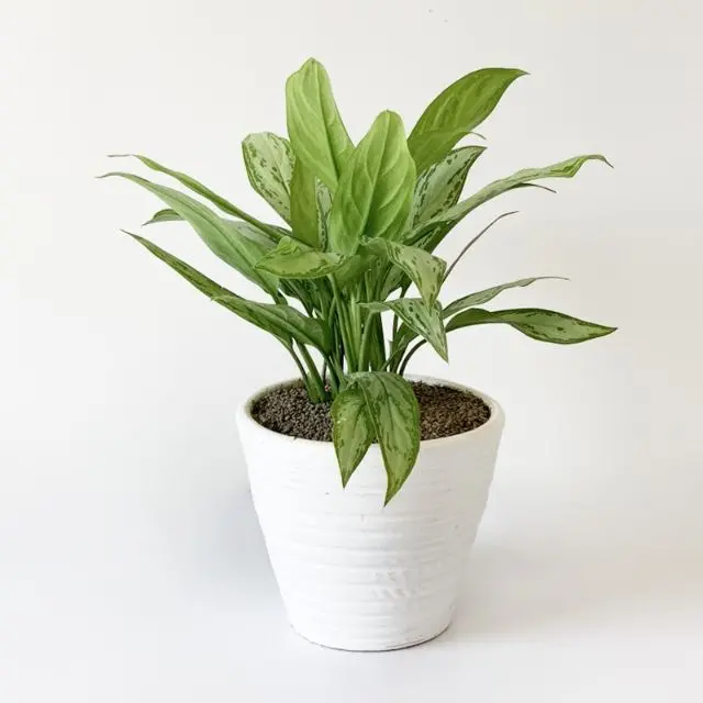 Aglaonema - The Everlasting Chinese Evergreen