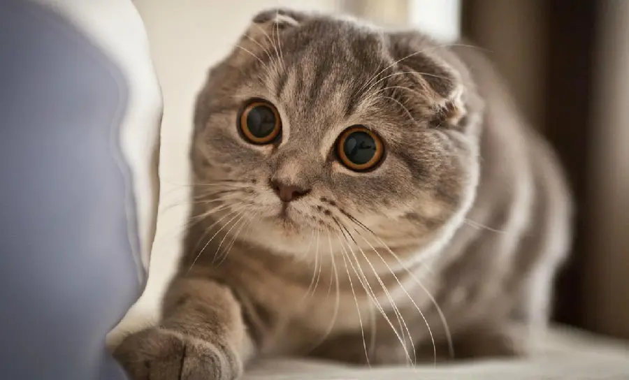American Curl Cat High-Quality Photo