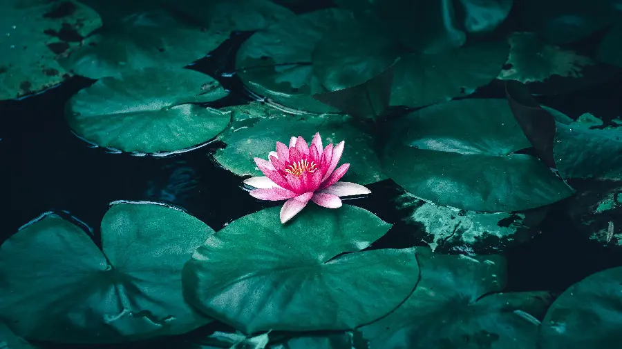 Blue Lotus Flower Pictures - Egyptian Lotus Flowers