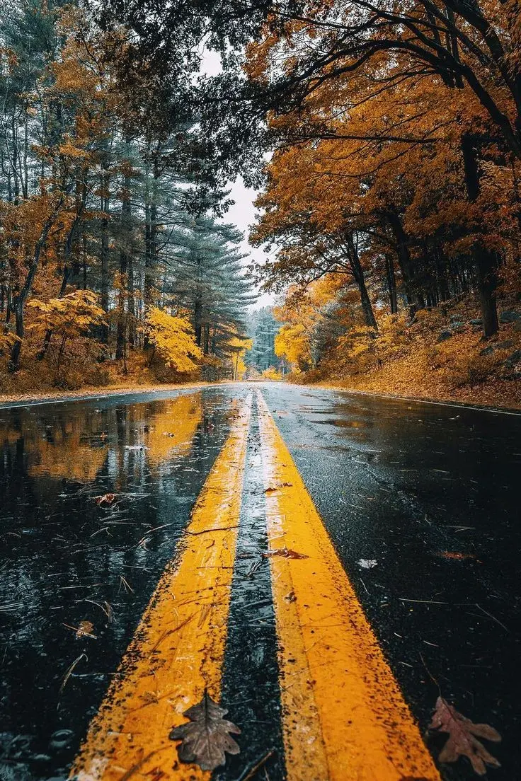 Download High Quality Rainy Autumn Road Image