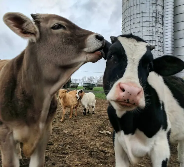 Download Photo of 2 Black and Gray Cows