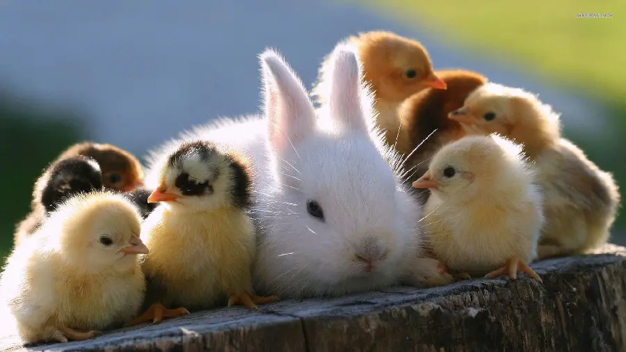 Fluffy White Rabbit Picture