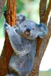 Image of a Koala Searching for Food in Australian Forests