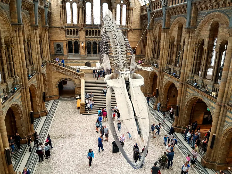 Photos of the Natural History Museum in London - A Scientific Marvel