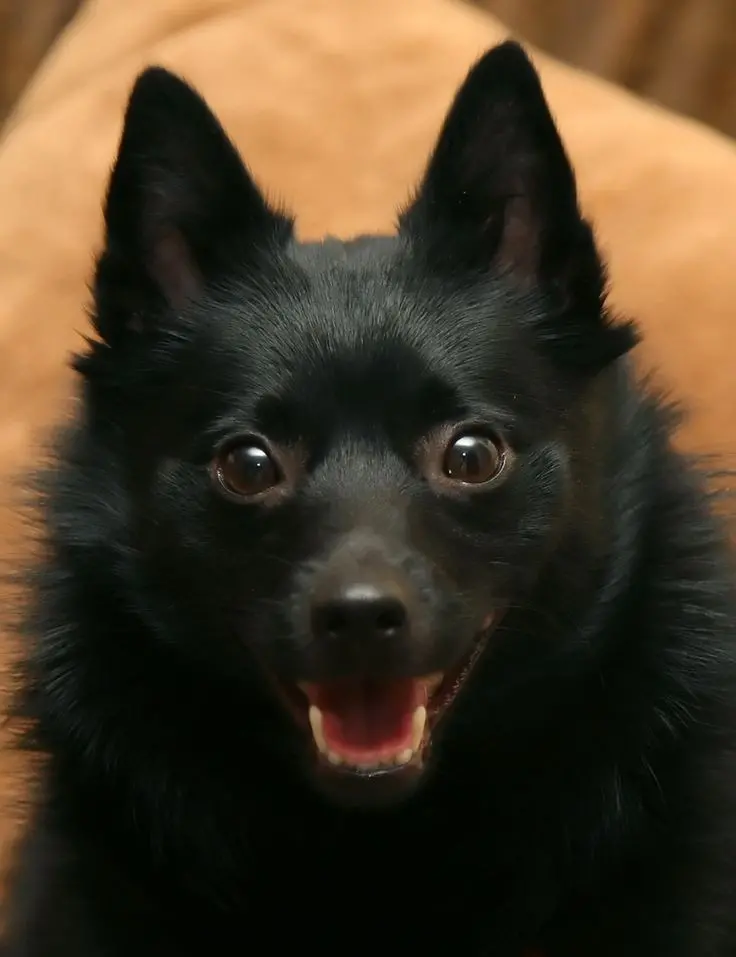 Download Wallpaper of Black Schipperke Dog Looking at Camera