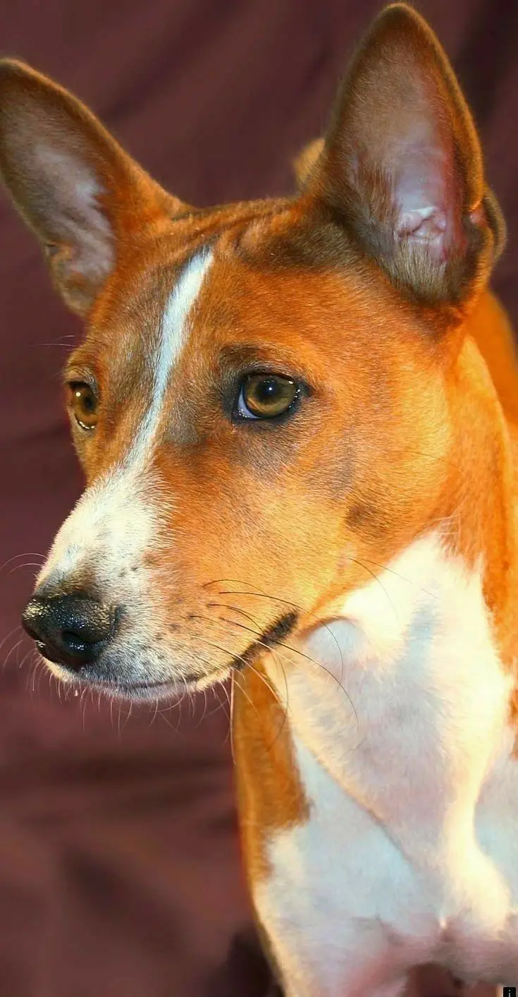 Image of Basenji Dog Suitable for Apartment Living