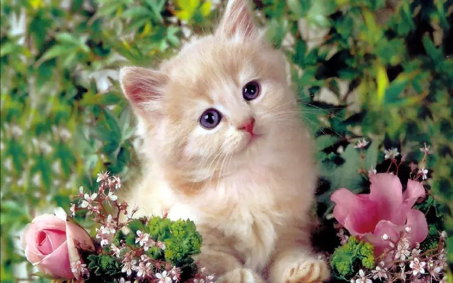 Beautiful and Adorable Kitten Picture for Wallpaper