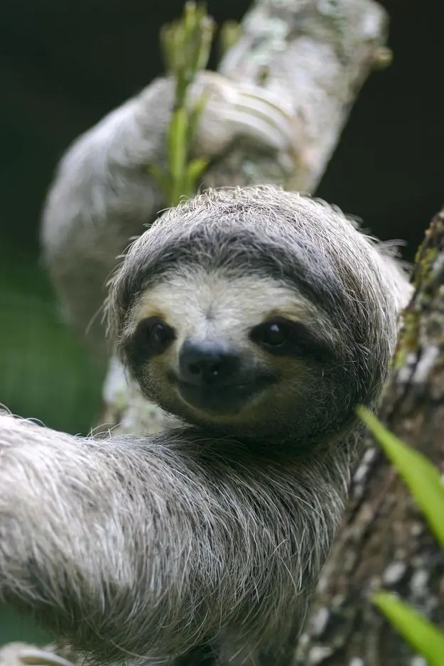 Download Tree Sloth Photography Wallpaper in HD Quality
