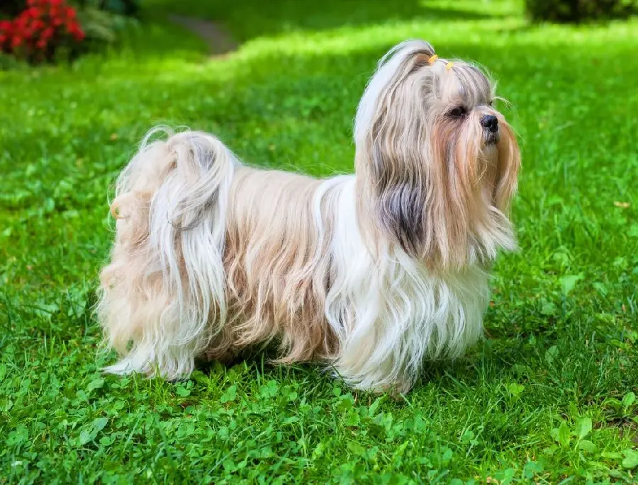 Download High-Quality Photo of a Cute Shih Tzu Dog