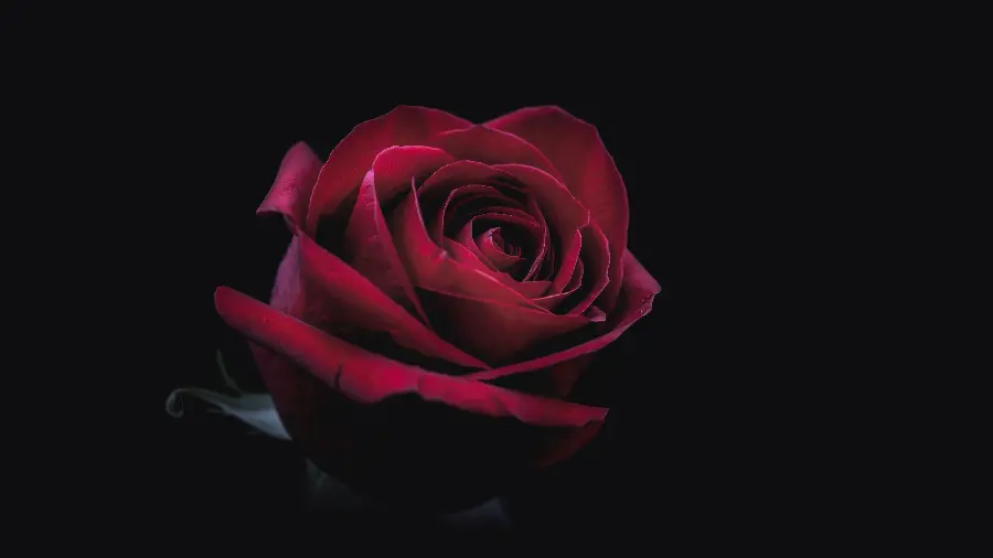 Red Rose Flower Background with Black Theme