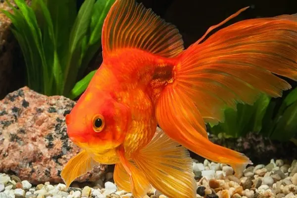 Goldfish New Year Photo