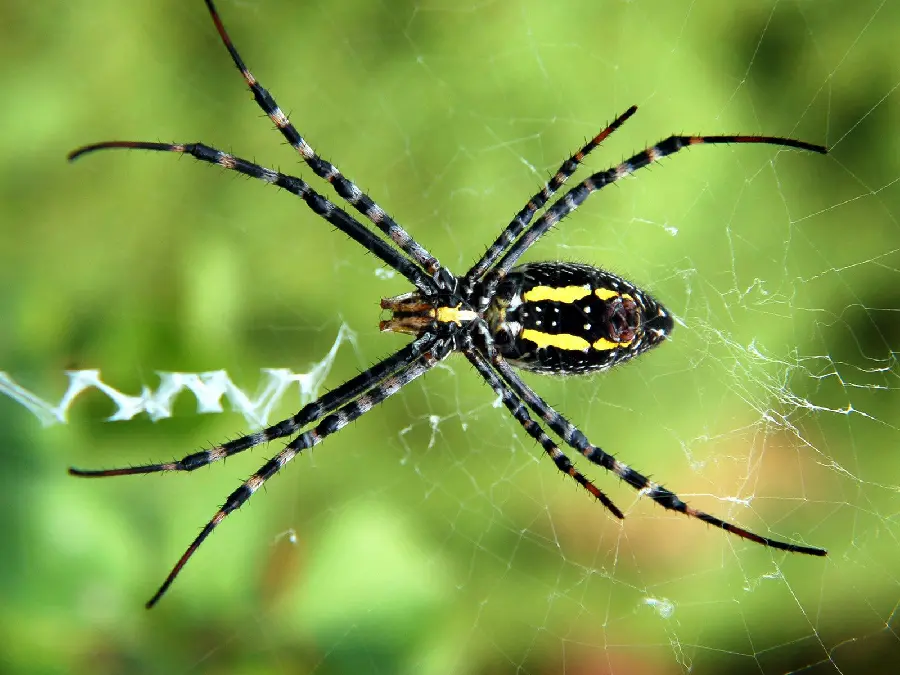 Spider and Messy Web Photo
