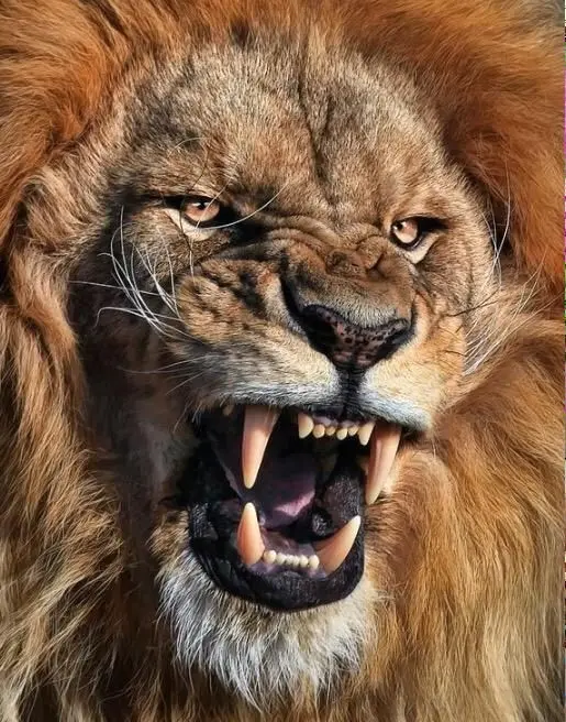 Wild Lion Photo for Wallpaper