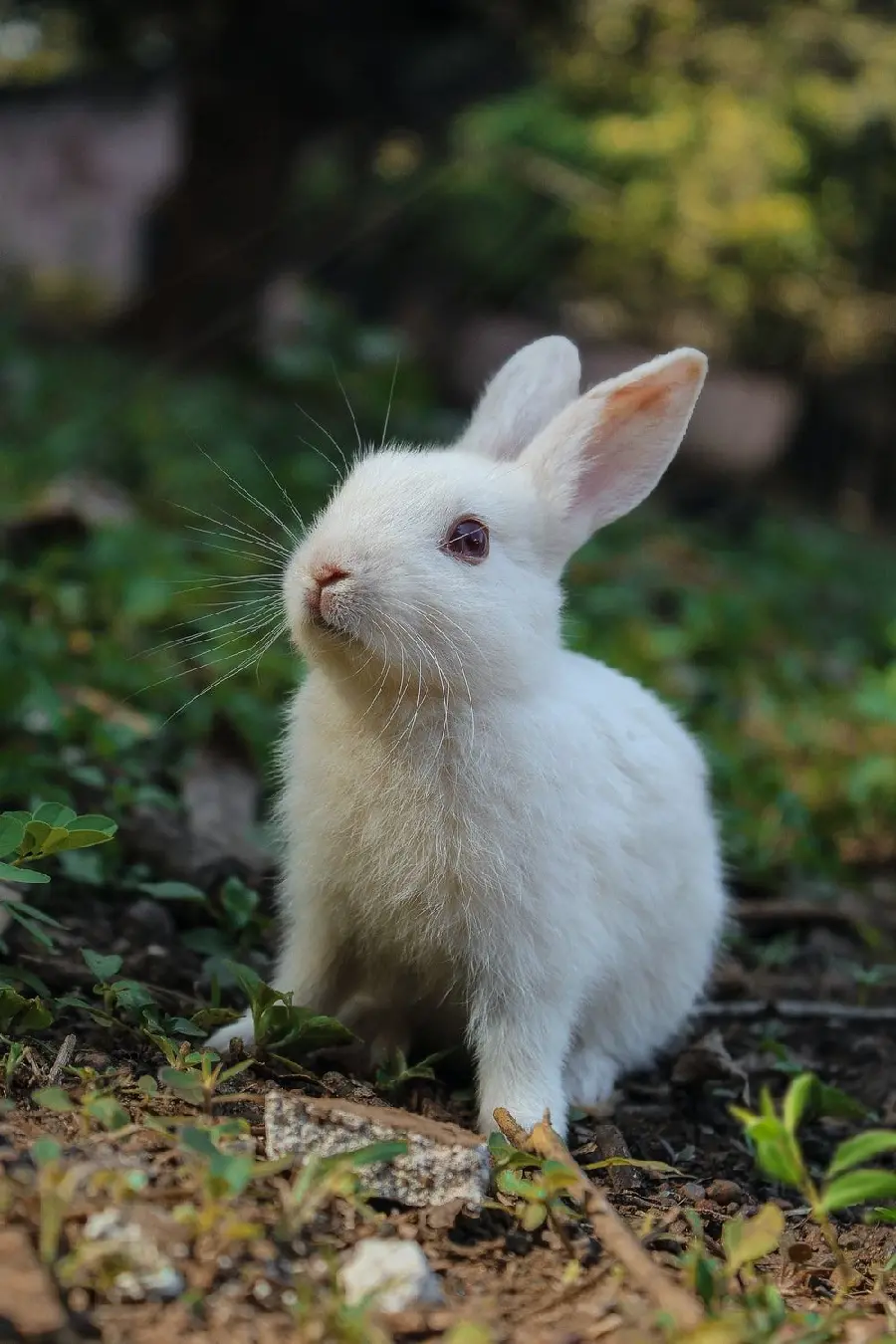 Cute White Rabbit Picture