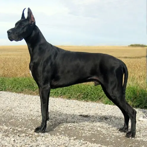 Great Dane - The Giant and Majestic Dog