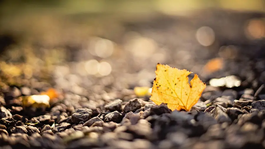 Beautiful and New Autumn Image
