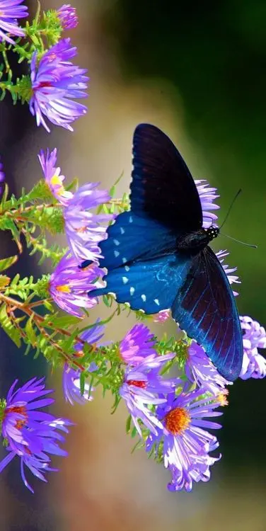 Beautiful Butterfly on Flower Photo