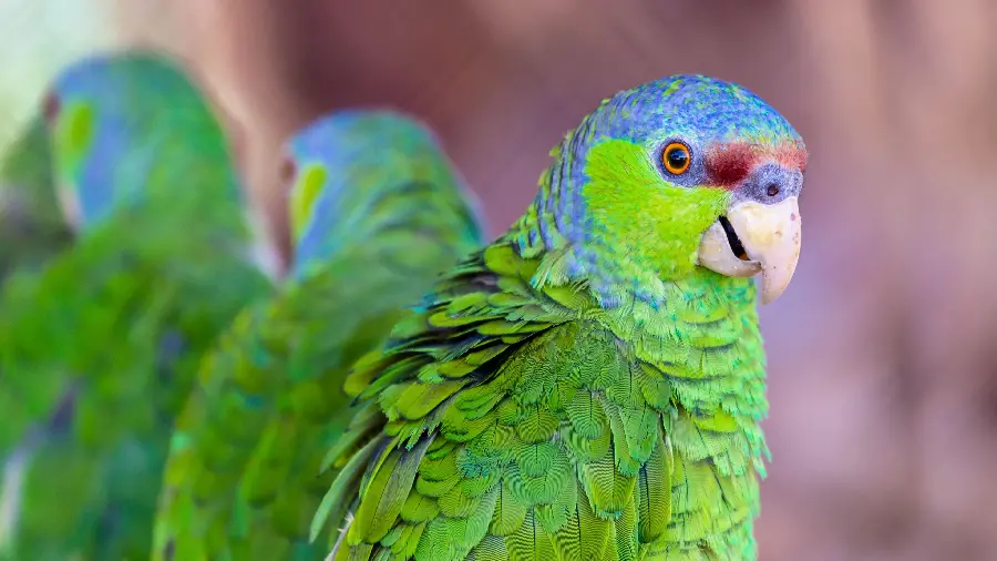 Download Photos of Green Amazon Parrots - Friendly and Intelligent