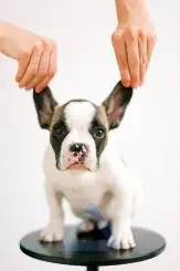 Black and White Dog with Short Hair - Cute and Lovable