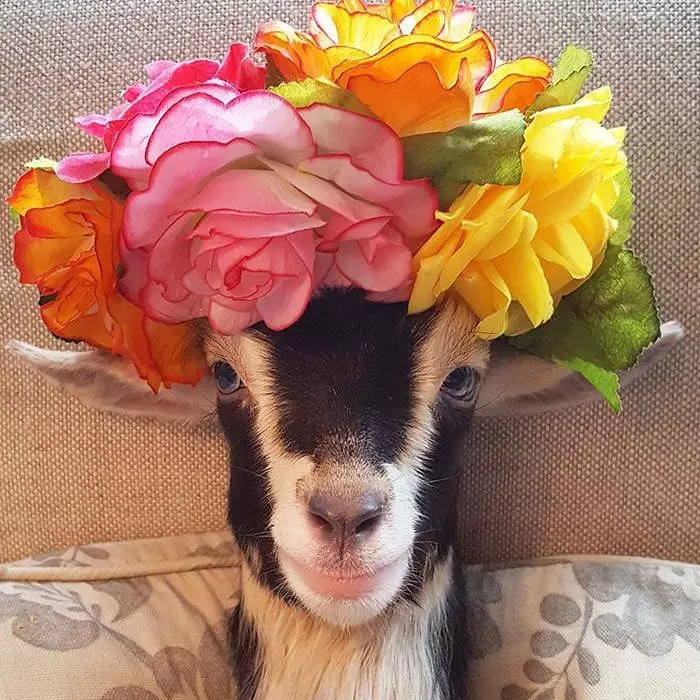 Download Profile Picture of Lamb with Flower Crown