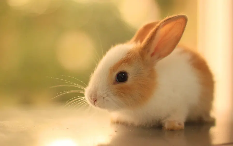 Cute Rabbit Picture for Background