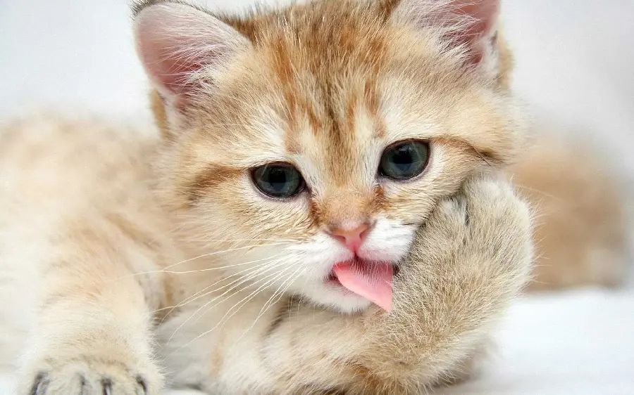 Funny Cat Photo