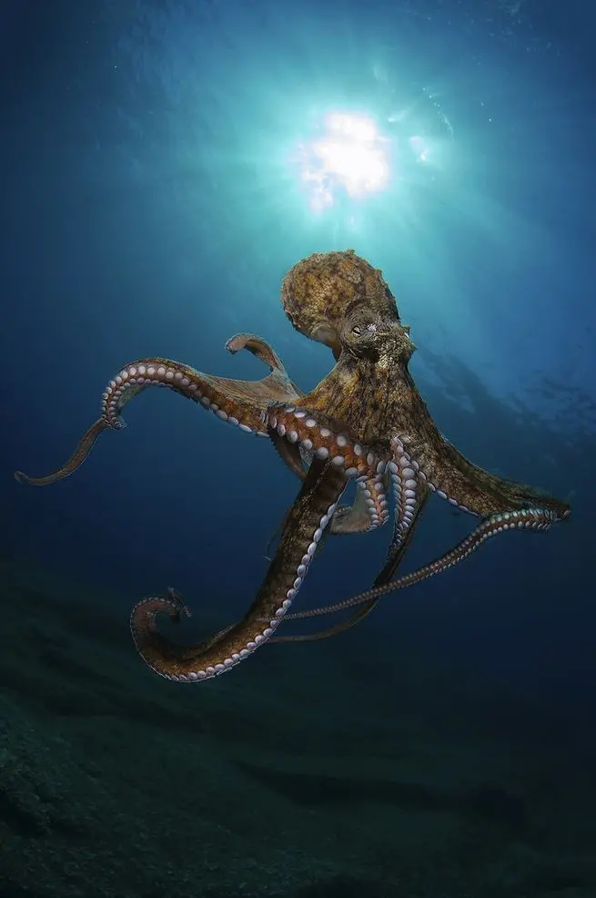 Download Scary Octopus Background for Social Media