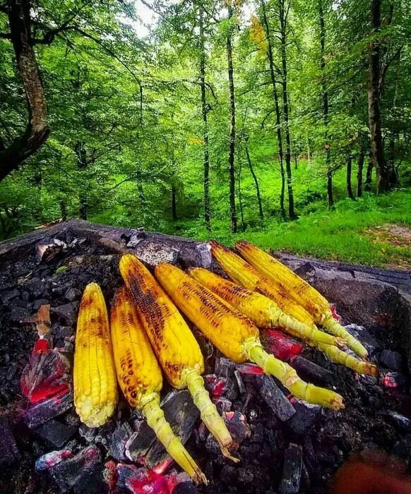 Download Dalakhani Forest Photo in Mazandaran Province