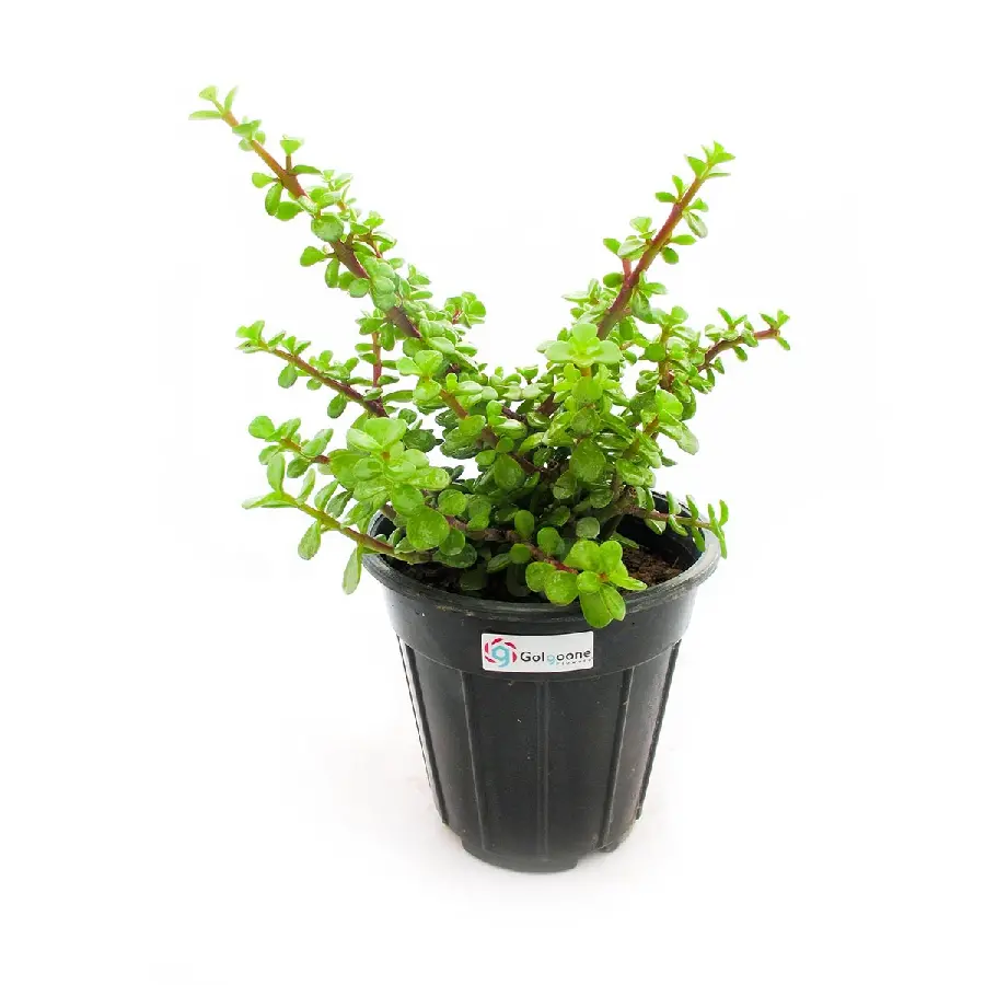 High-Quality Crassula Plant Image