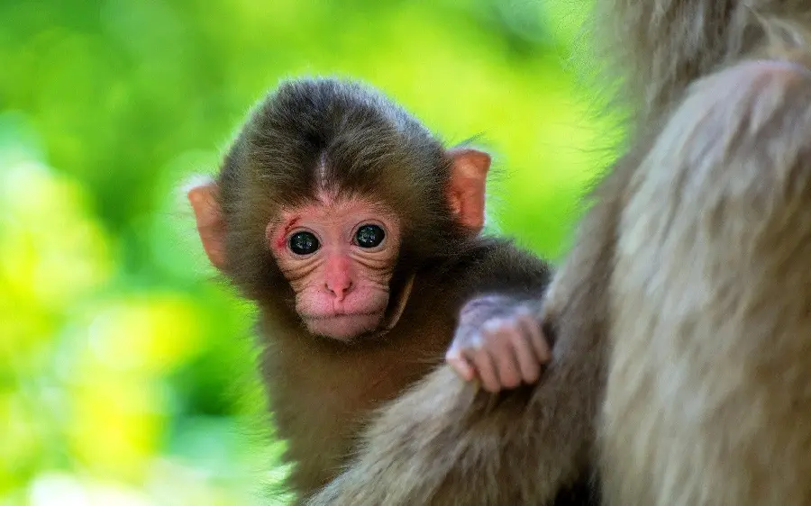 Cute Baby Chimpanzee Photos for Download