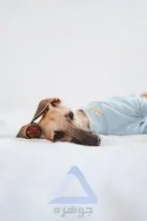 Whippet Dog Lying on Bed - Calm and Relaxed