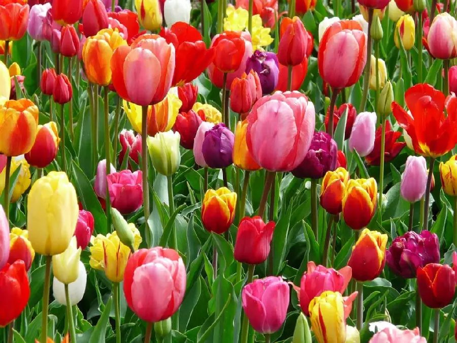 Tulip Flower Pictures - Beautiful Tulips from Around the World