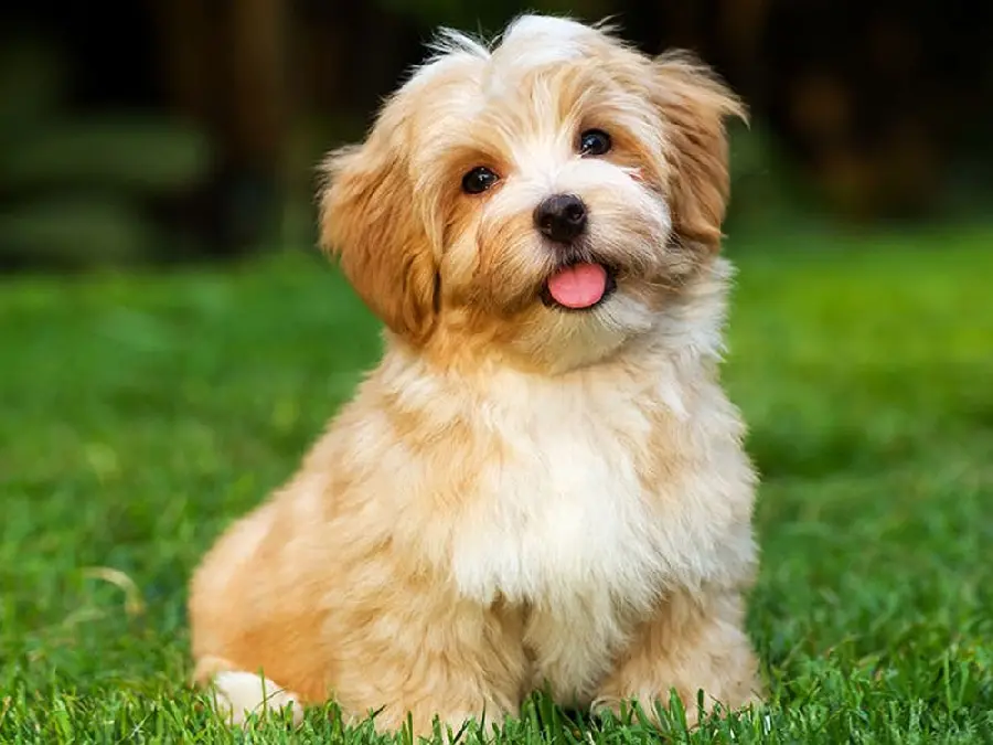 Havanese Dog Breed Photos and Characteristics