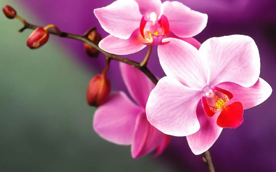 Beautiful Orchid Image