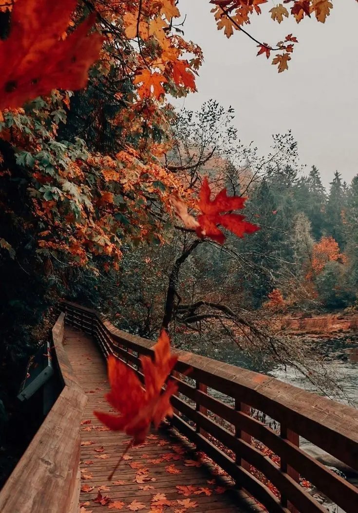 Download Autumn Background for Computer