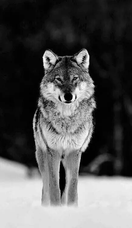 Black and White Wolf Images - Download High-Quality Photos