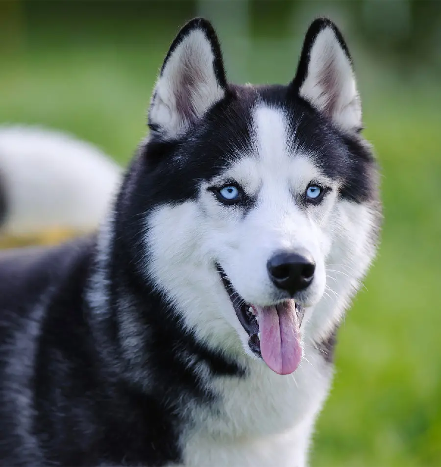 Download High-Quality Photo of a Beautiful Husky Dog