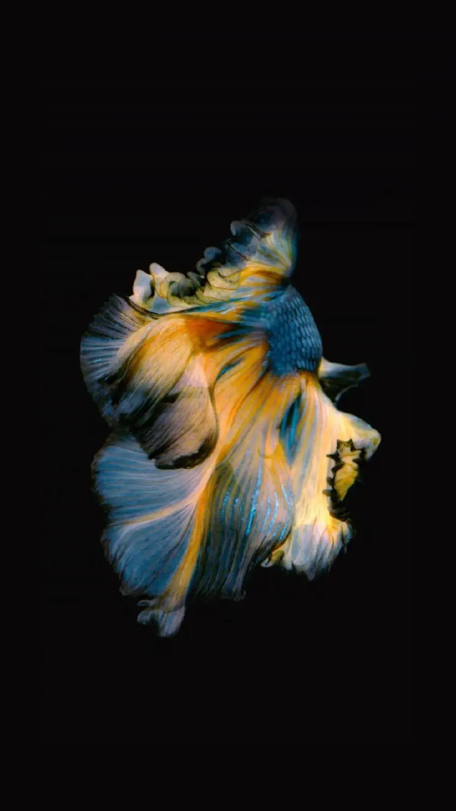 Download AMOLED Wallpaper for iPhone 11