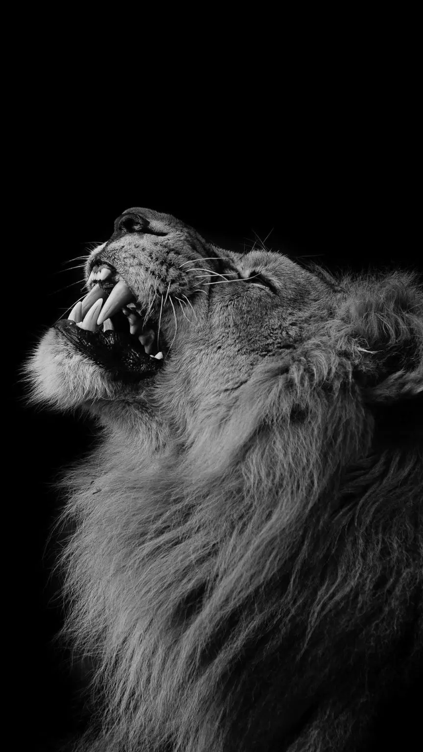 White Lion Wallpaper for iPhone 7 - Majestic and Unique