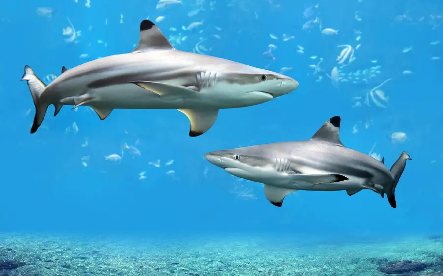 Blacktip Reef Shark High-Quality Photo