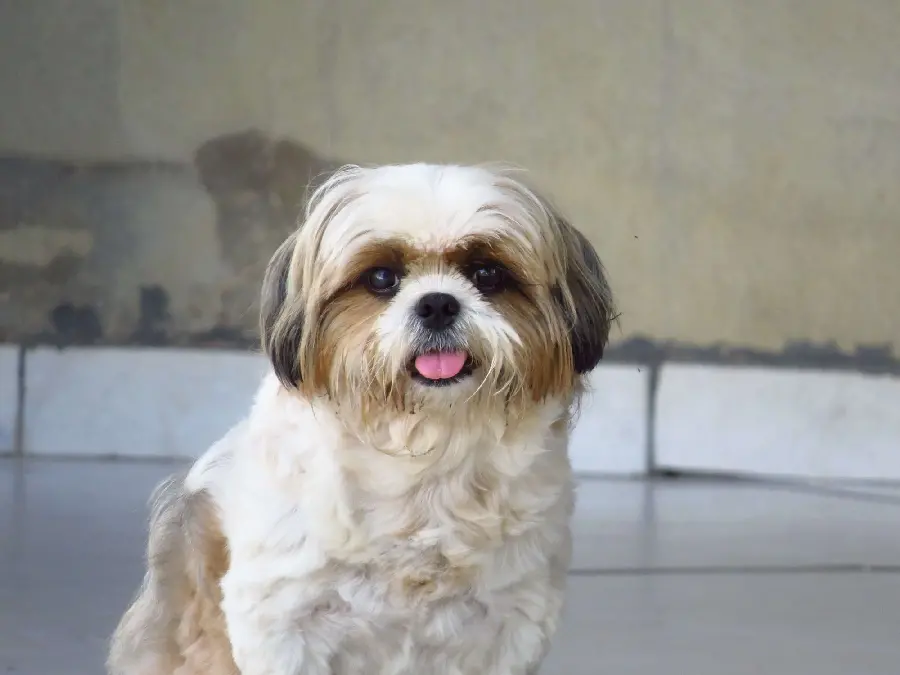 Download HD Desktop Wallpaper of Shih Tzu Dog