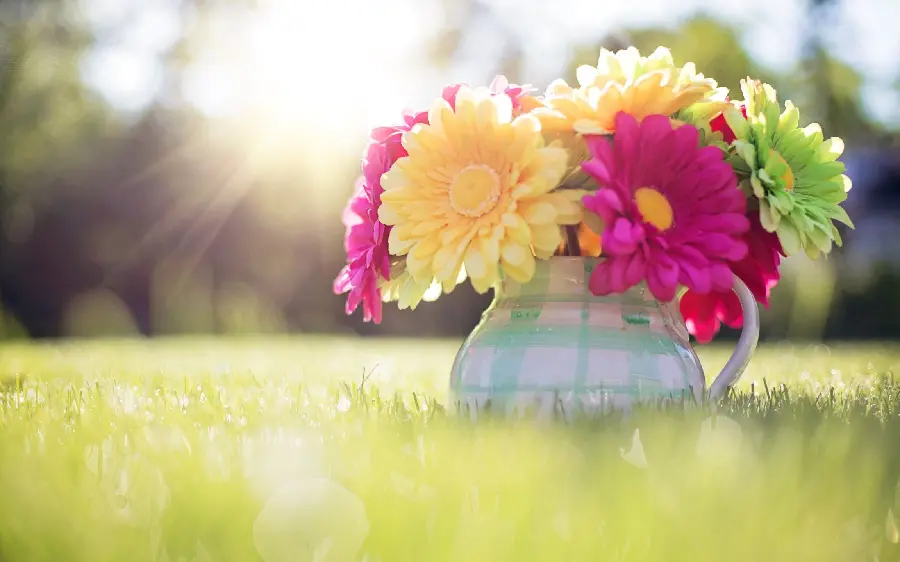 Colorful Flowers in Pots Wallpapers and Backgrounds
